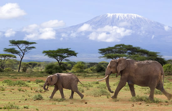 2 Days Kenya Road Safari Package to Amboseli from Mombasa